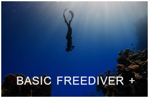 เรียนฟรีไดฟ์ คอร์สพิเศษ Basic Freediver +